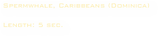 Spermwhale, Caribbeans (Dominica)

Length: 5 sec. 


